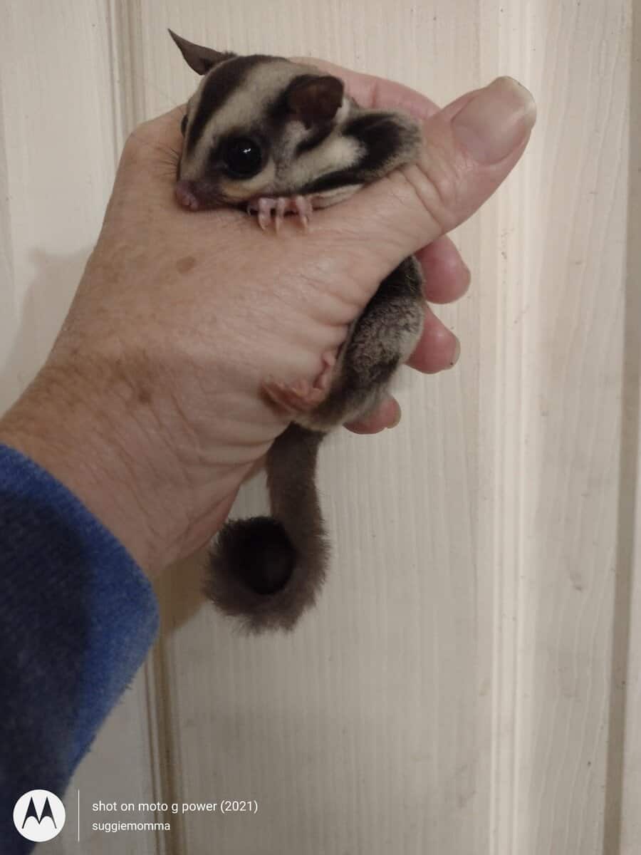 Sugar glider baby girl with lineage image 4