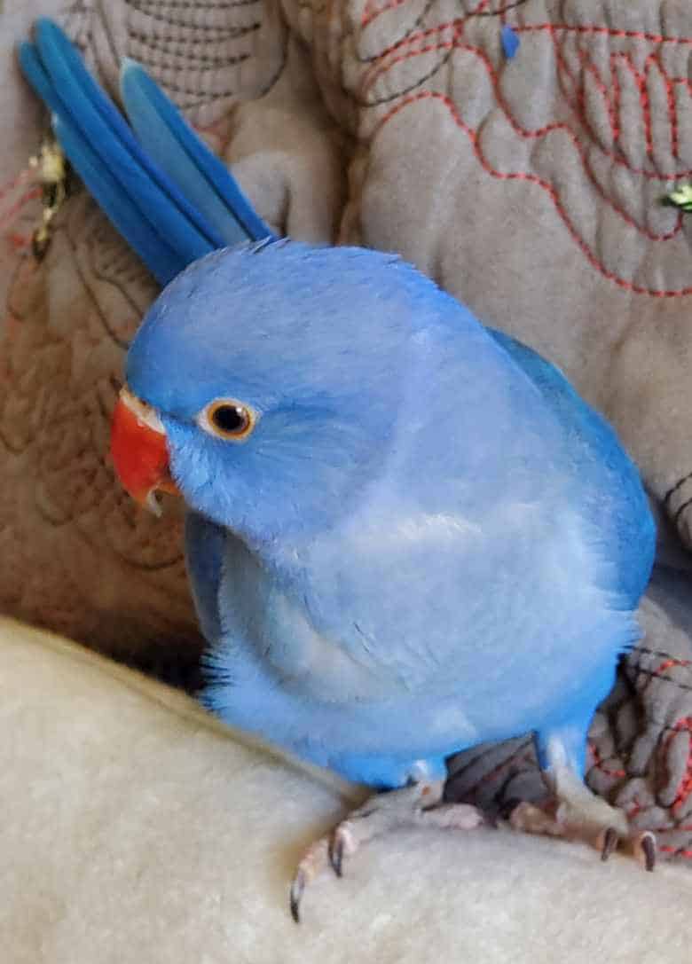 Indian Ringneck babies image 3