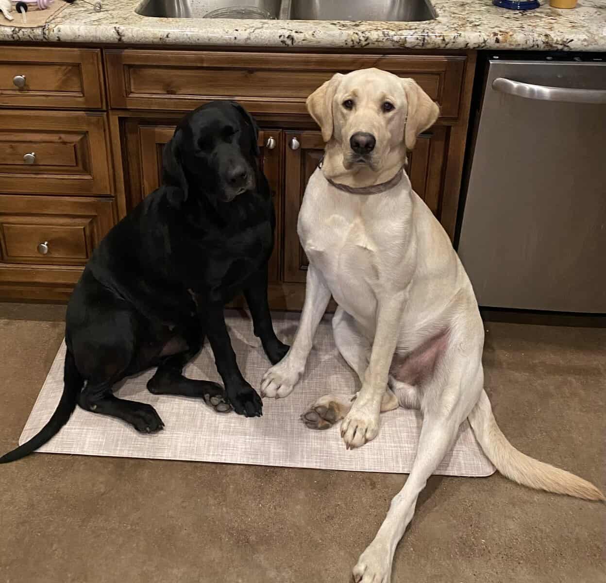 Lab Puppies For Sale image 2