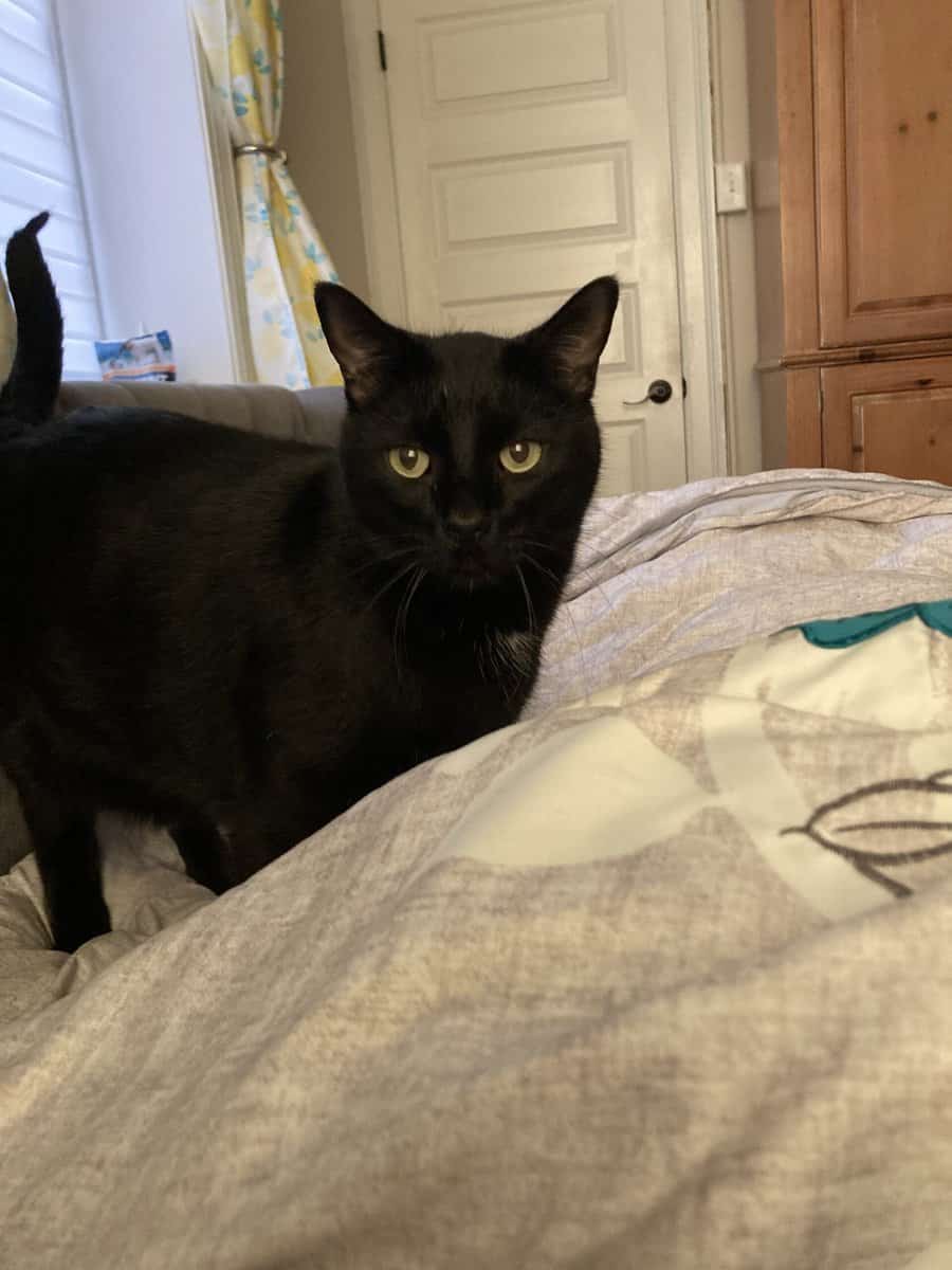 Very meek and sweet boy needs forever home image 2