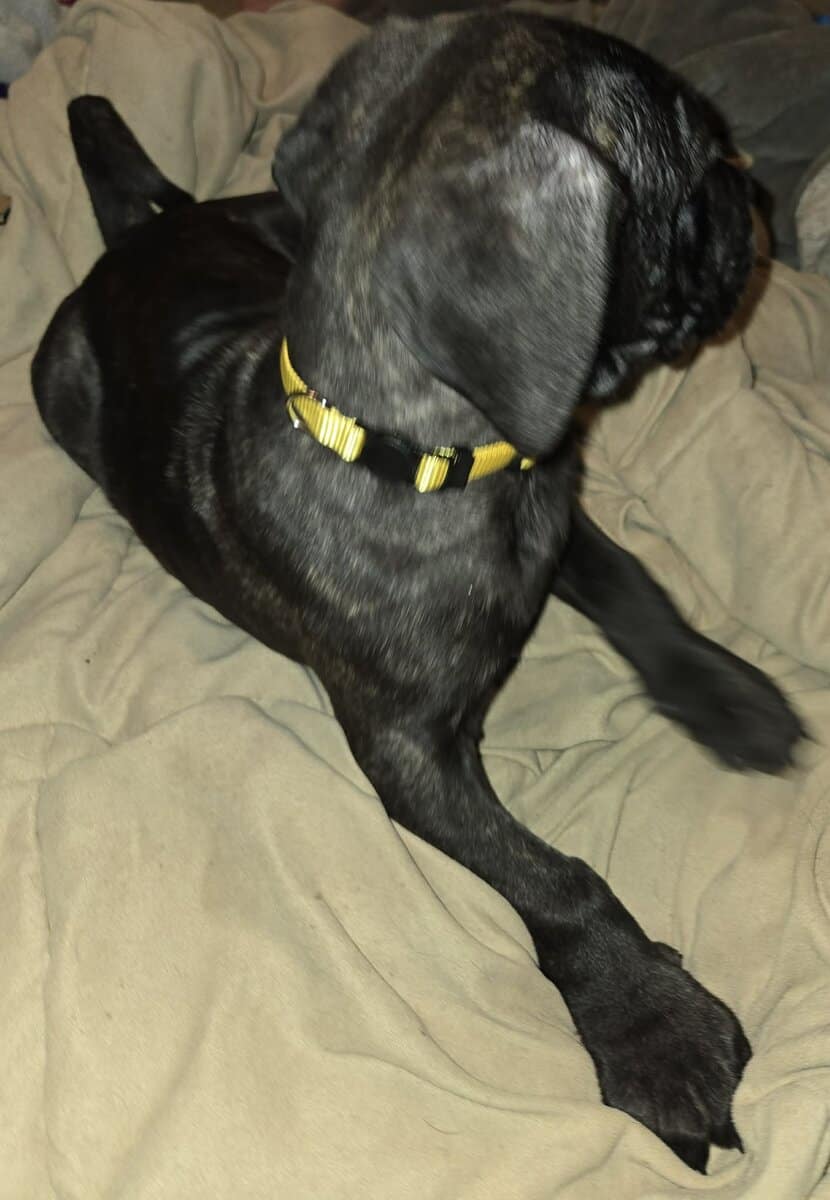 Presa Canario Cane Corso mix 8 weeks old image 1
