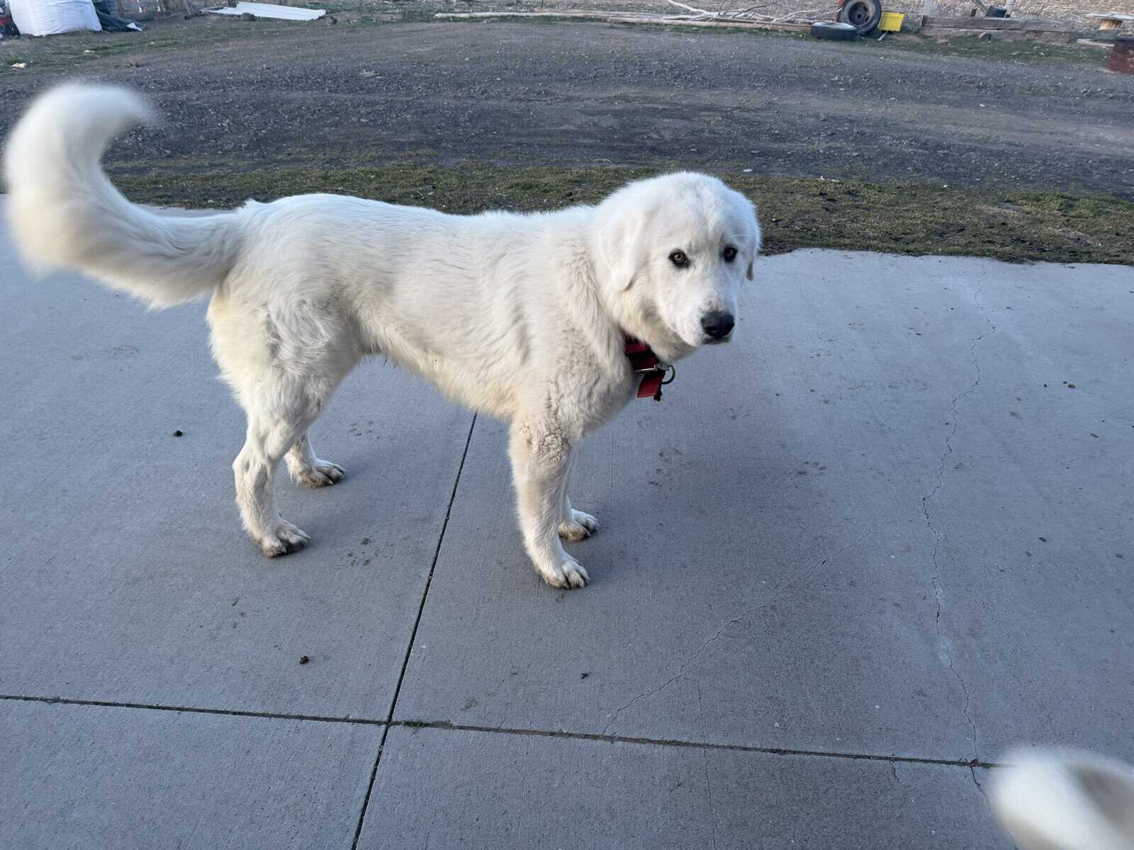 11 Great Pyrenees image 4