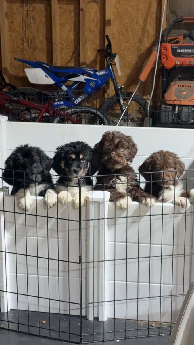 Puppies Needing Their Forever Homes! image 1