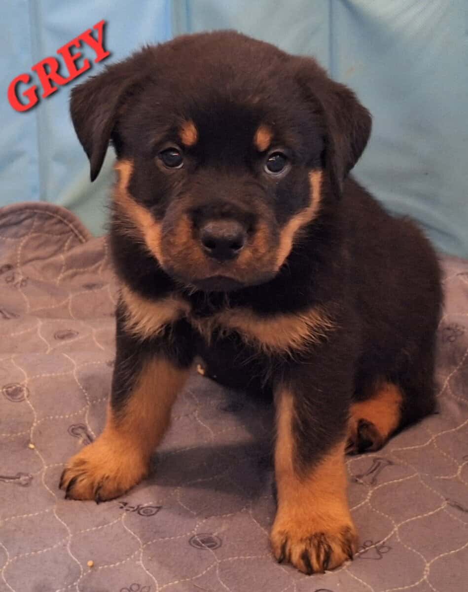 Registered Rottweiler puppies image 4