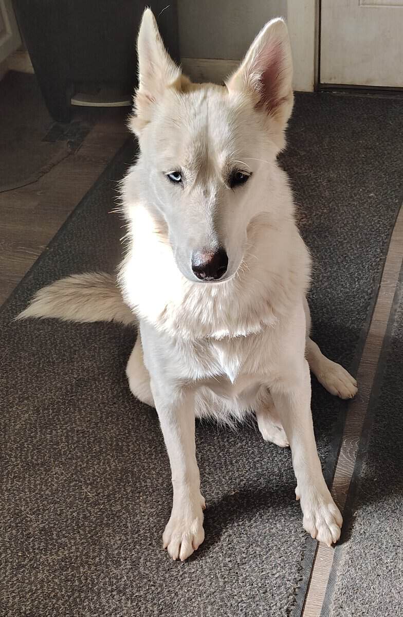 Alaskan Shepherd looking for a forever home image 3