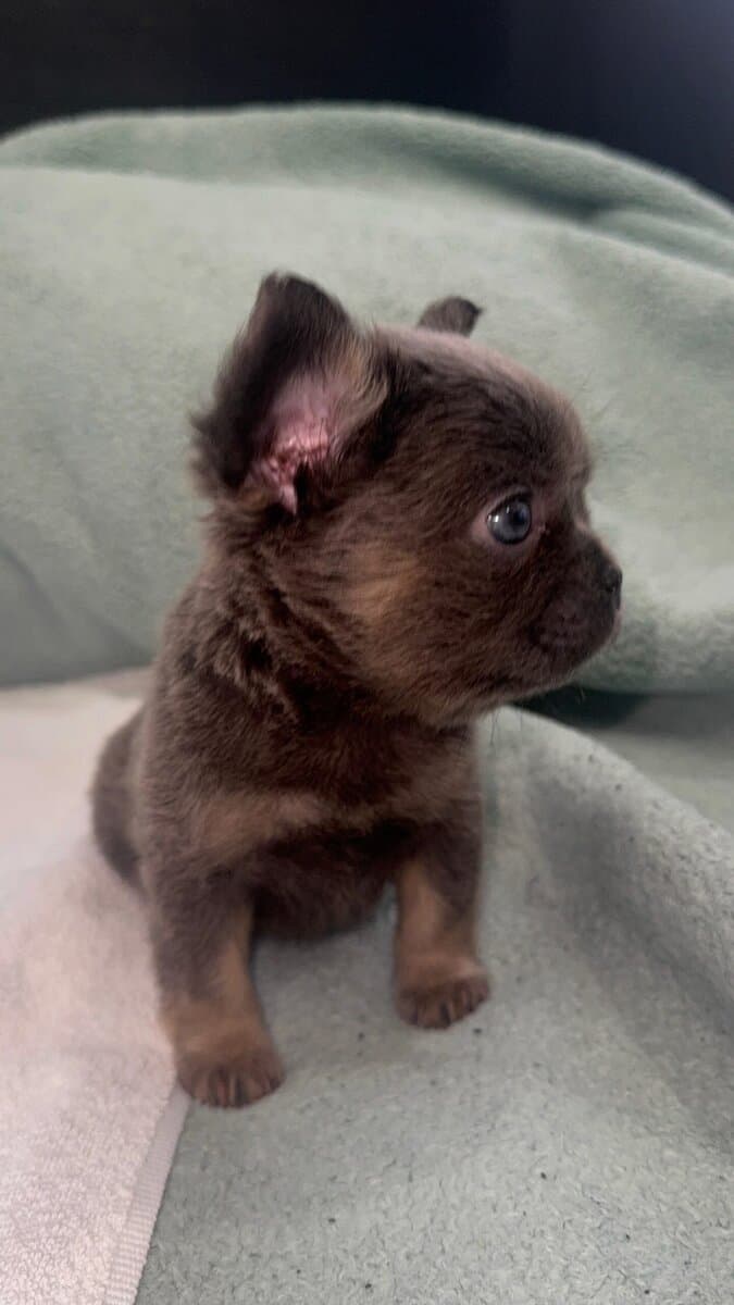 2500 fluffy French bulldogs image 6