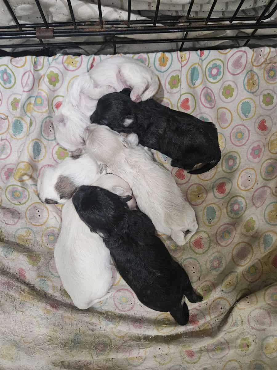 Maltipoo puppies image 1