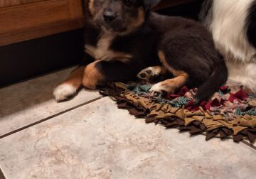 Lolu Australian Shepherd puppy