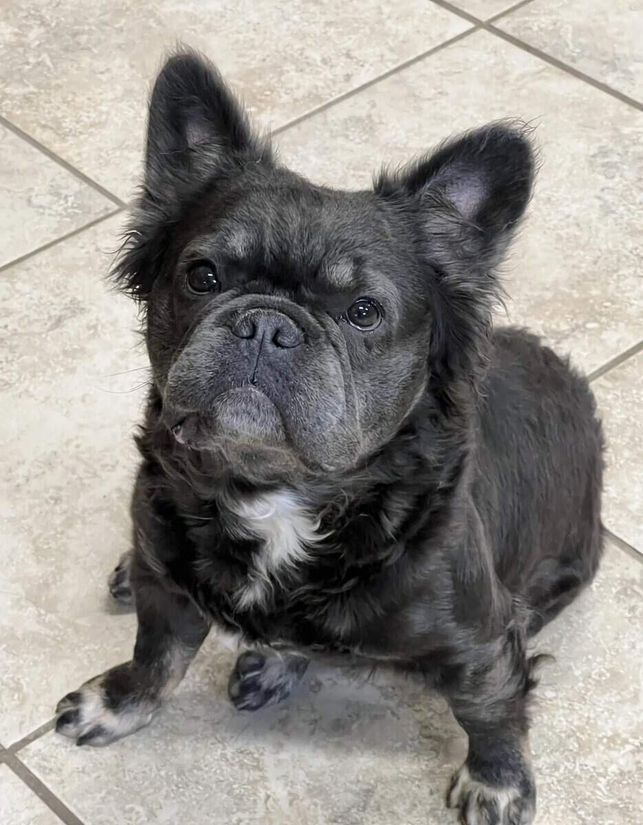 French bulldog image 2