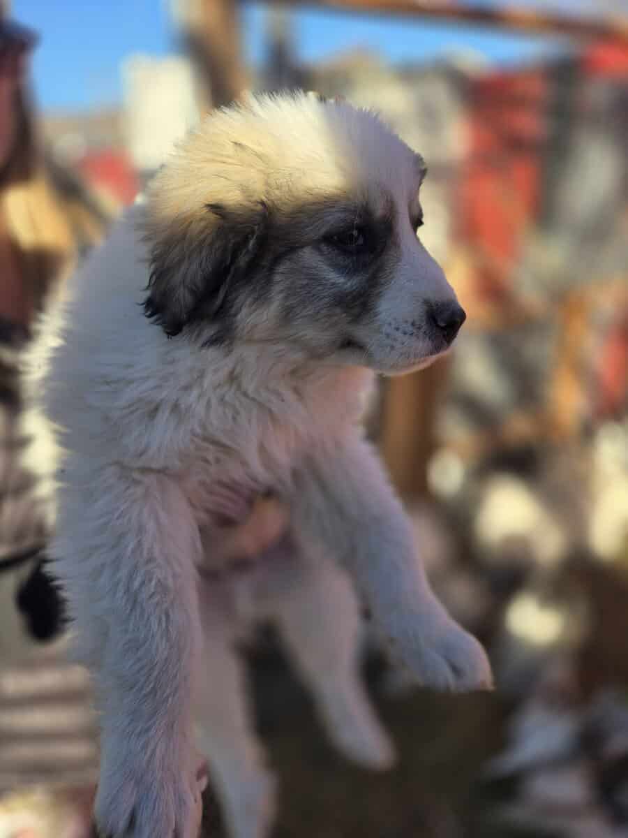 Great Pyrenees Puppies For sale image 2