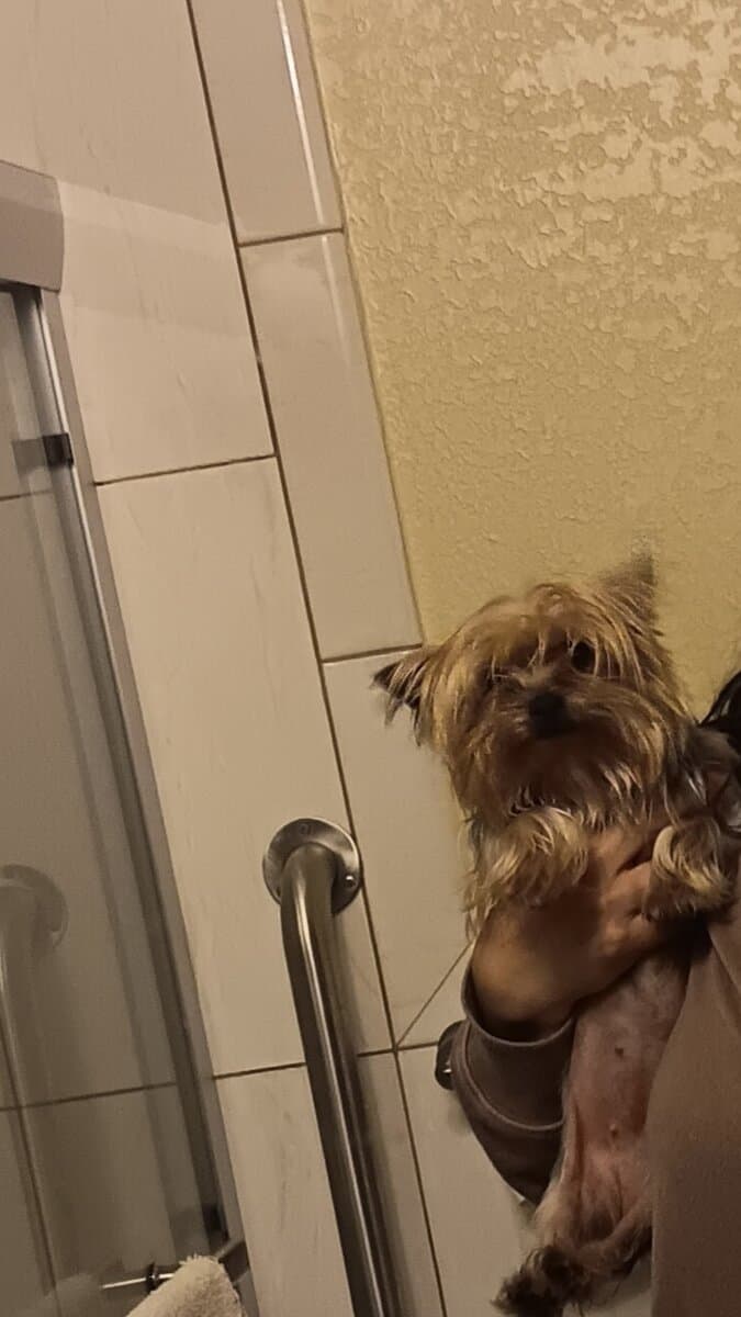 Teacup Yorkshire Terrier image 1