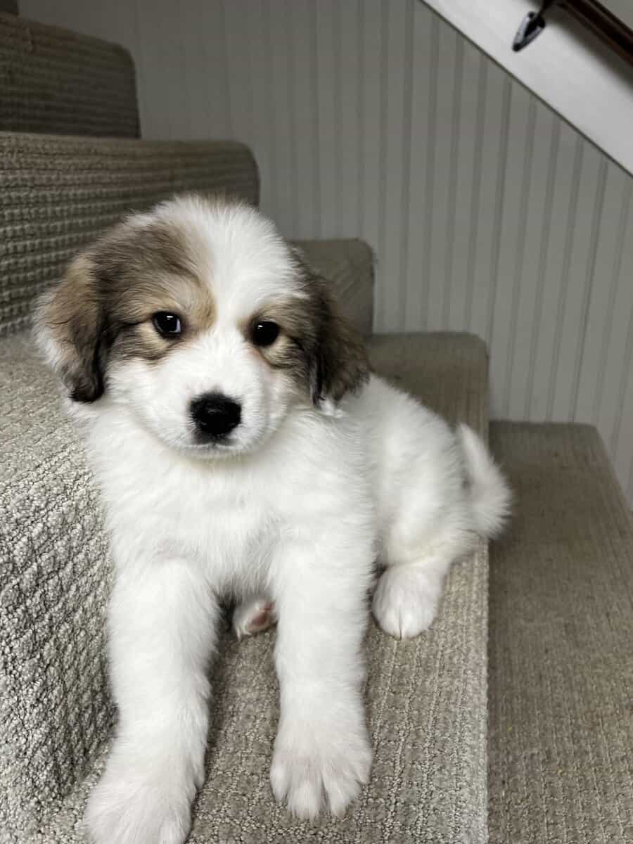 Great Pyrenees puppies image 4