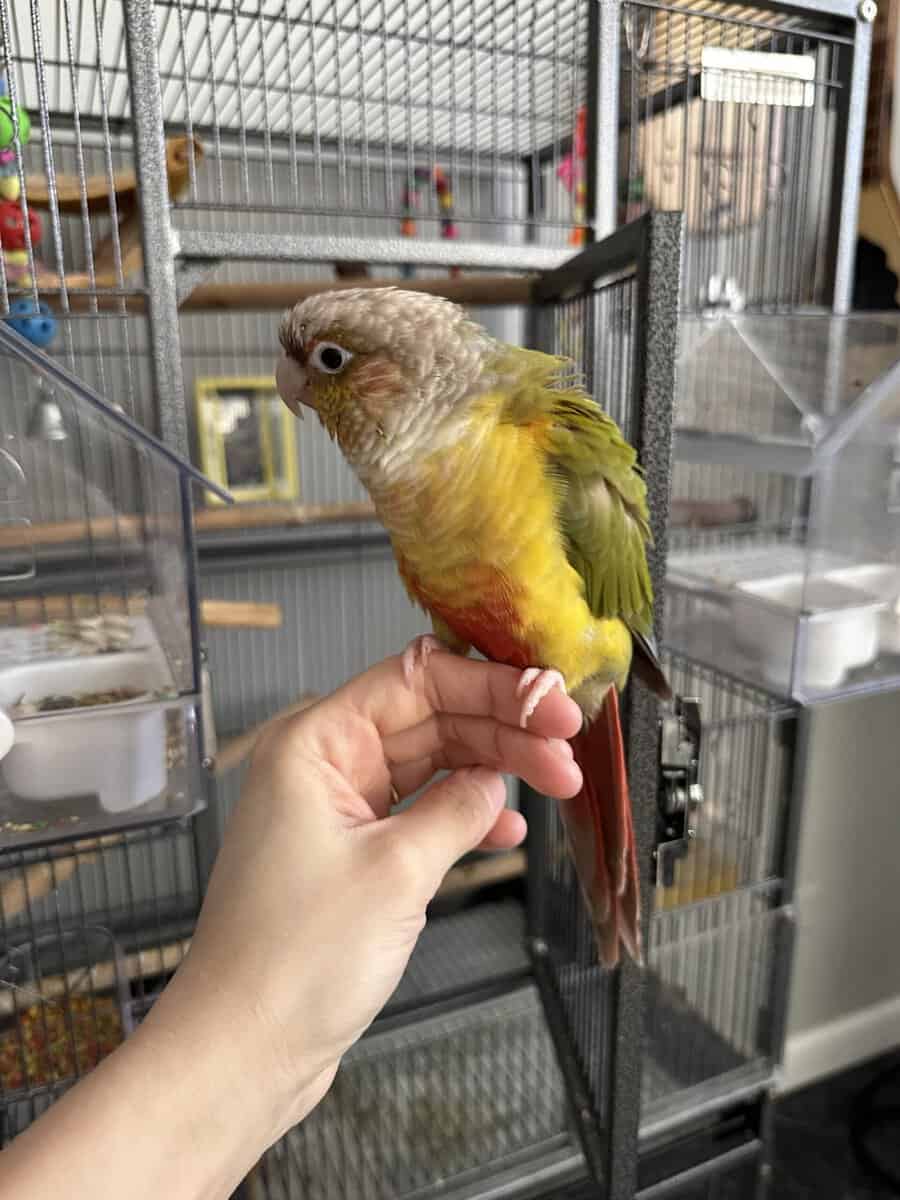 Conure Bird for Sale, cage included image 4