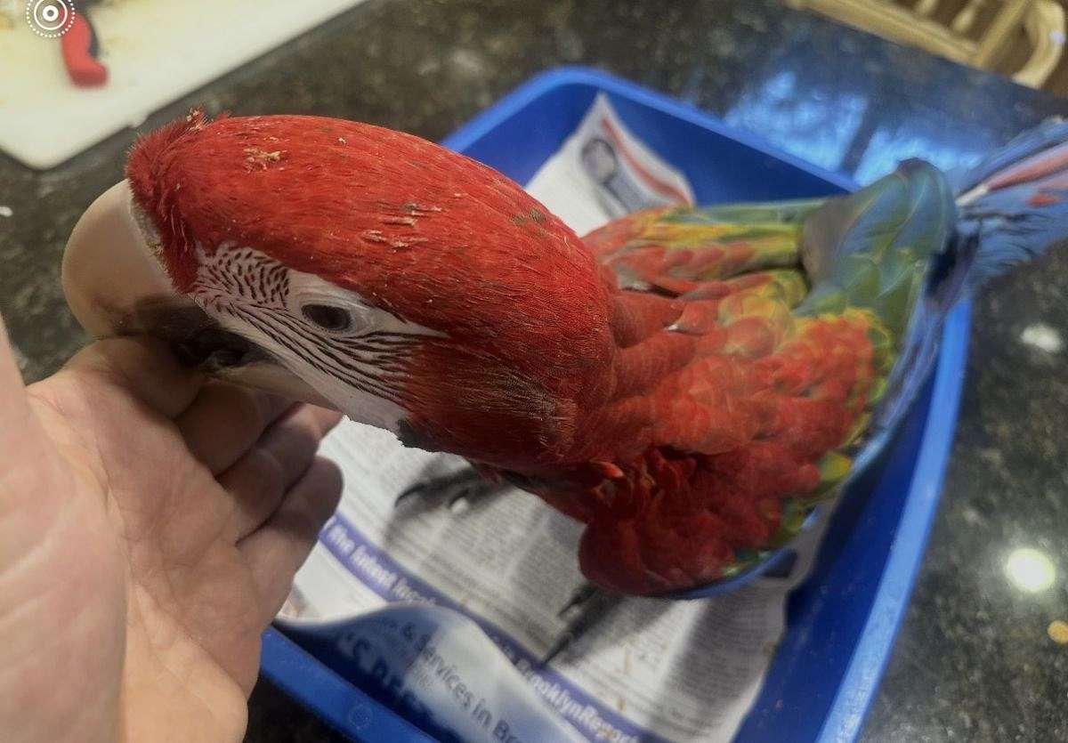 Baby Green Wing Macaw image 3