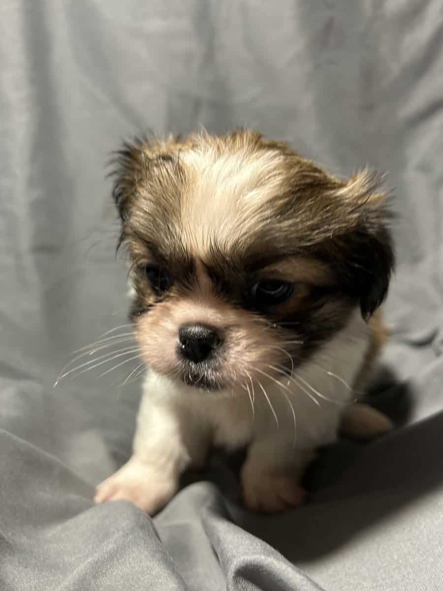 Minnie image 5