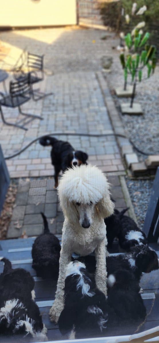 Bernedoodle F1 Puppies image 12