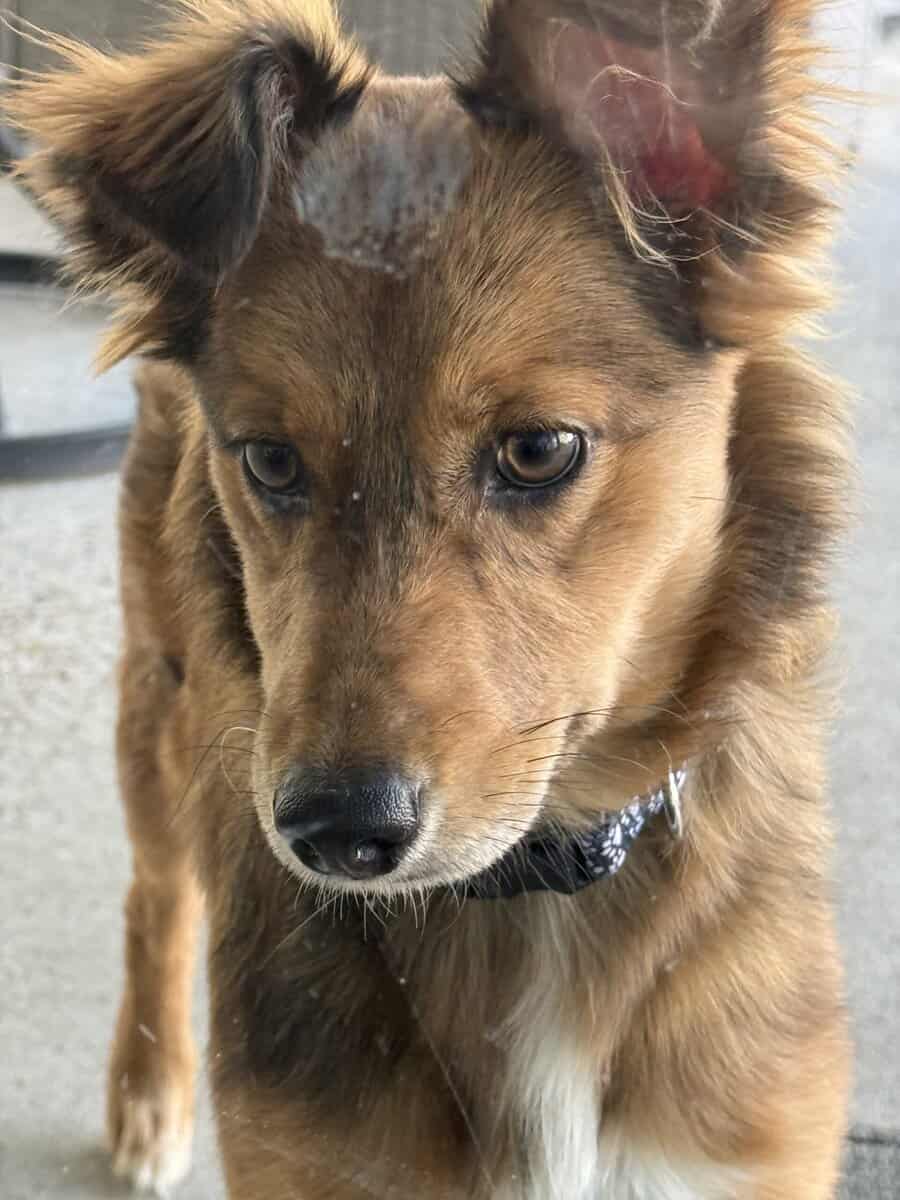 Hope needs a FUREVER home!! image 3