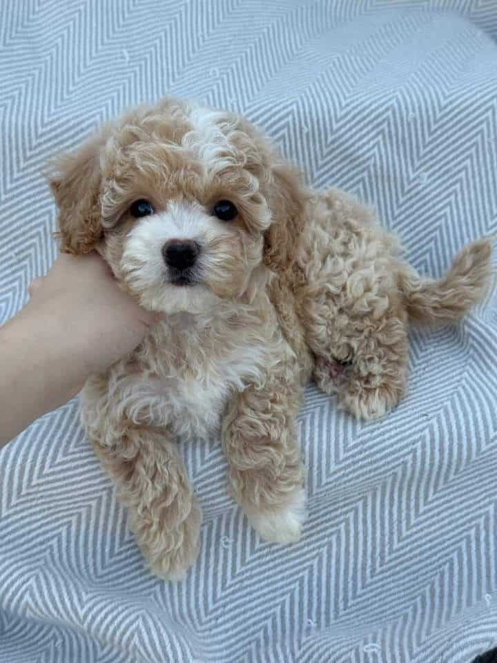 Adorable toy podle puppies image 1