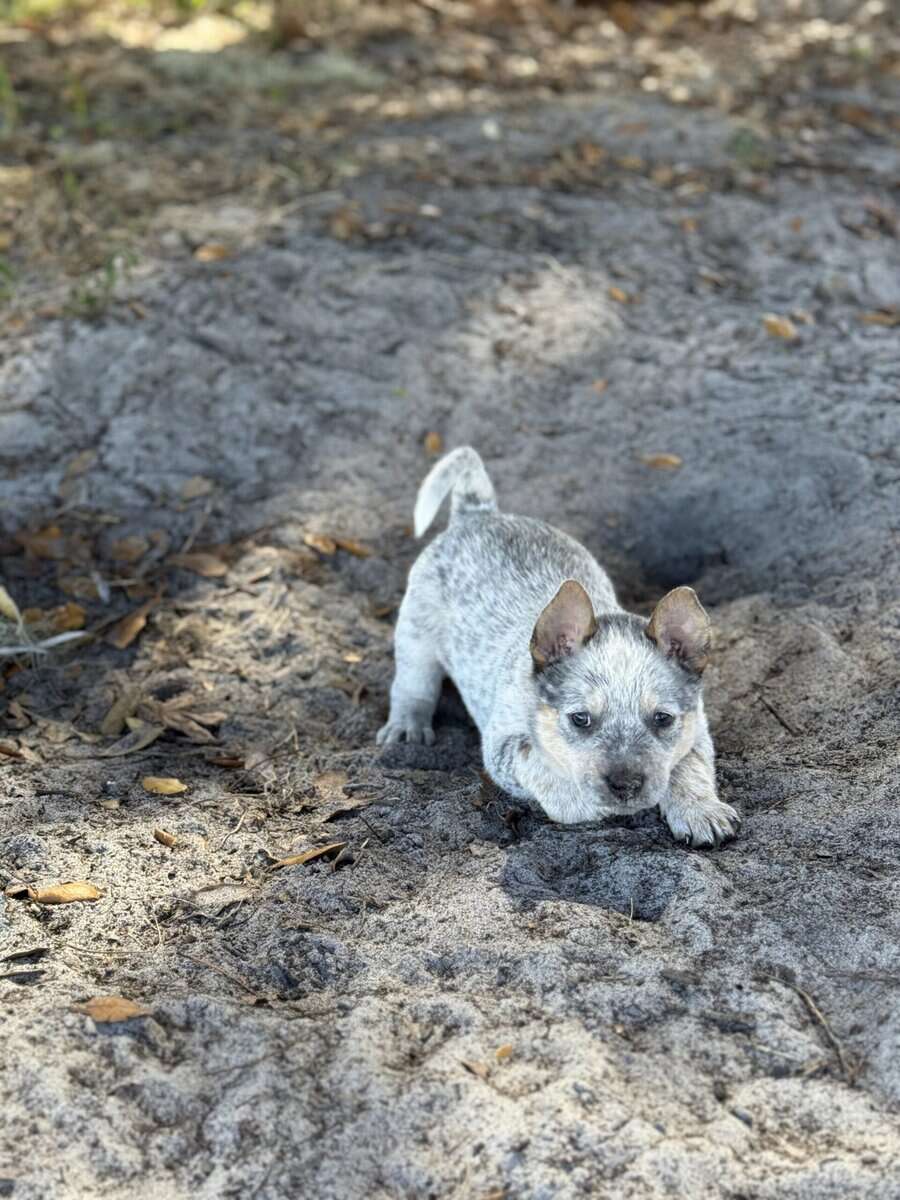 Blue Heeler Puppies for sale image 10