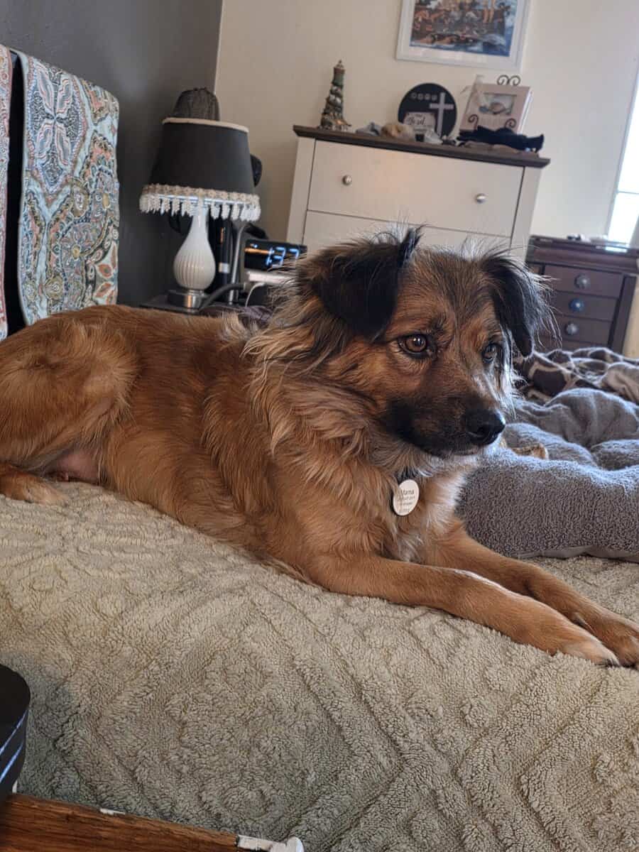 Dog in search of a forever home. image 2