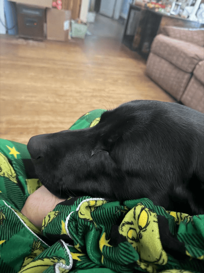 Labrador image 2