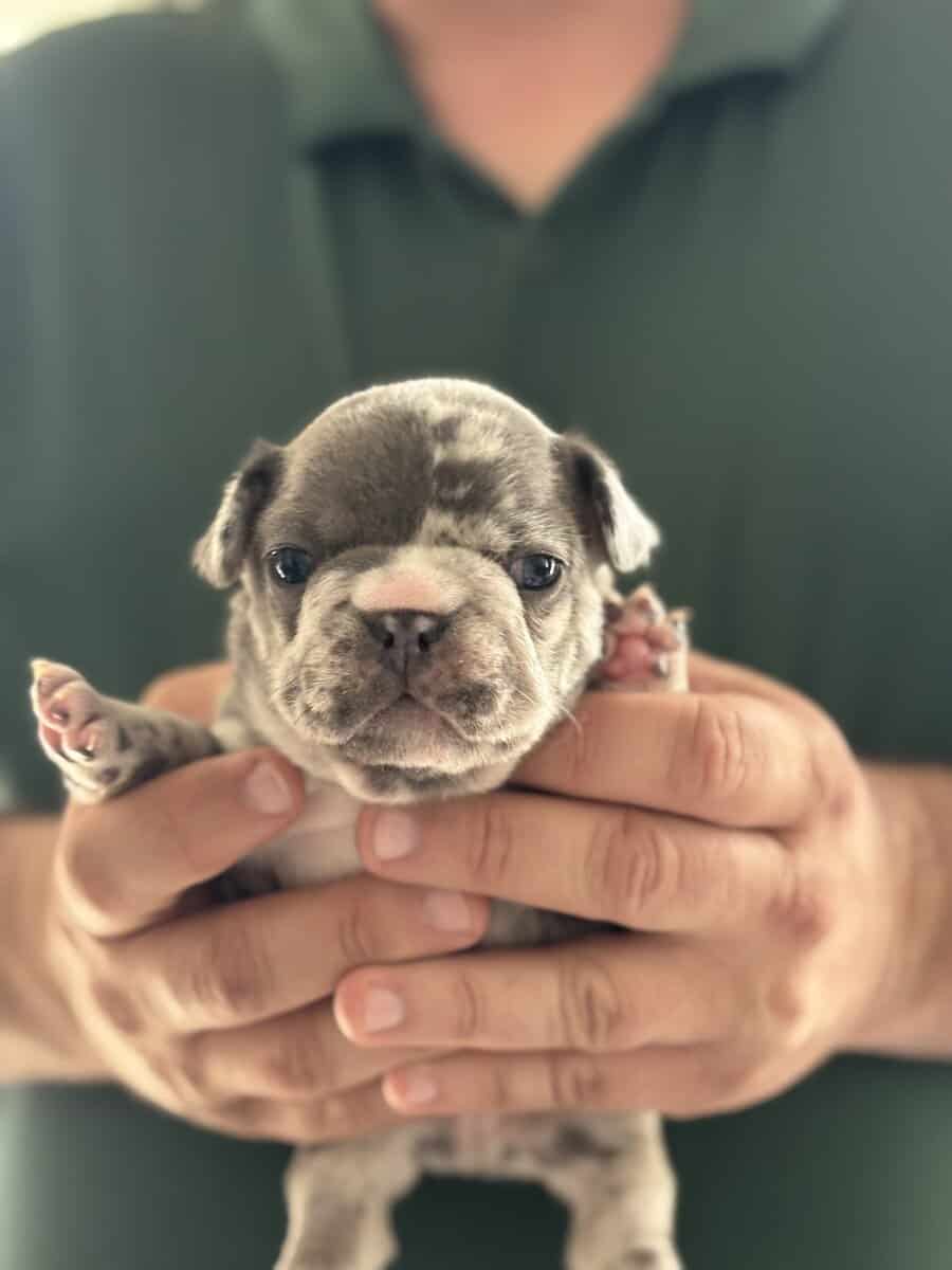 AKC French Bulldog Puppies for sale! image 6
