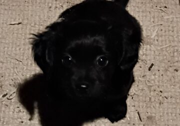 Puppies to GOOD homes only!