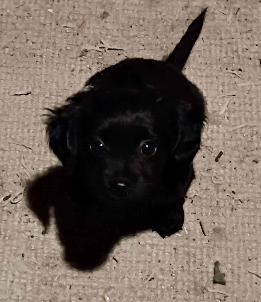 Puppies to GOOD homes only! image 1