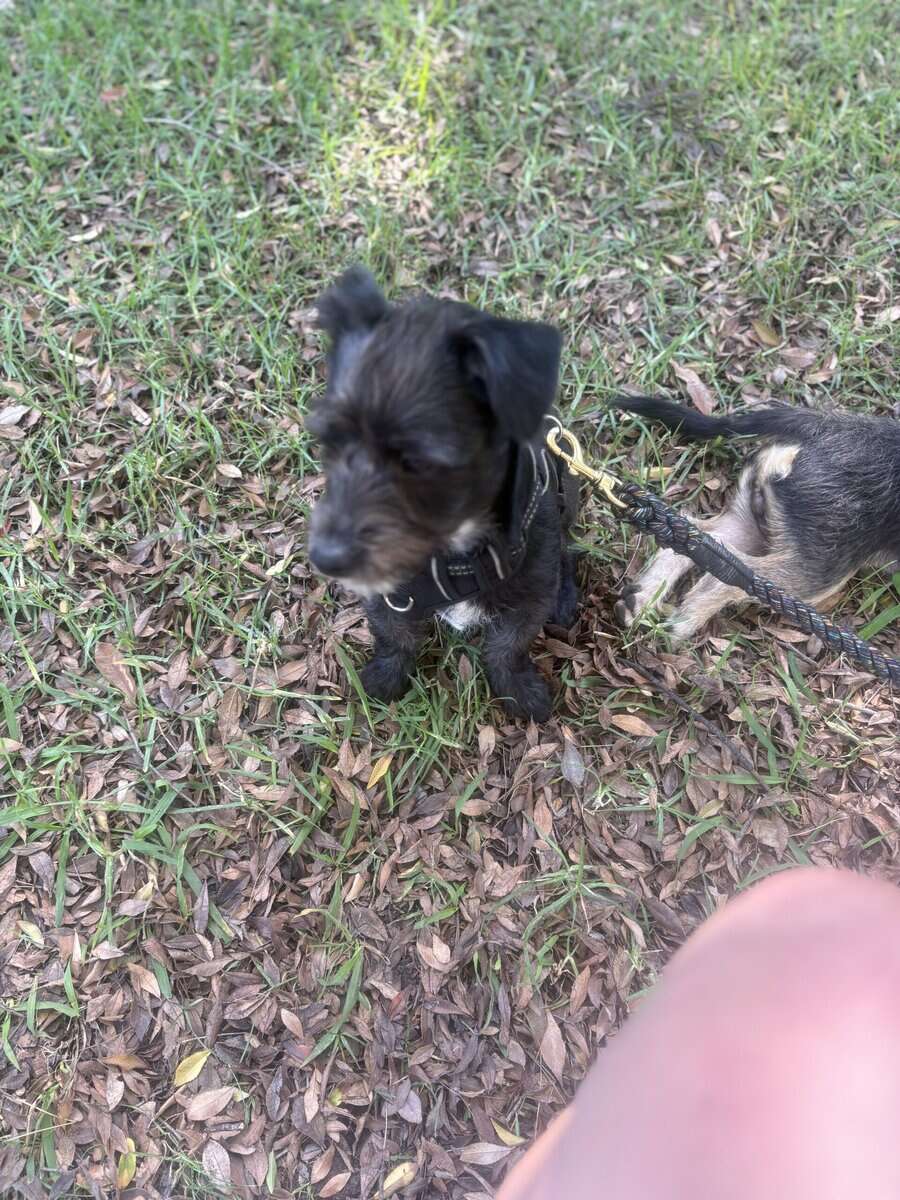 Minature Schnauzer/Terrier Mixed Puppies $400 image 6