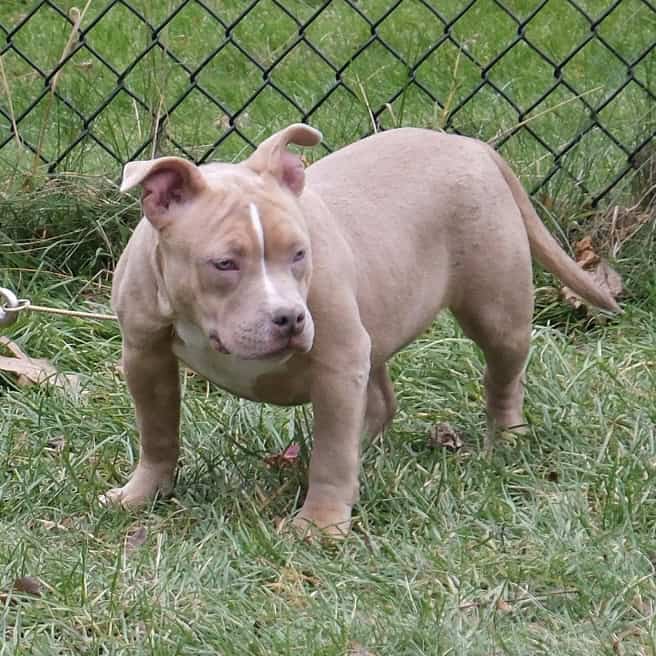 American bully puppy image 3