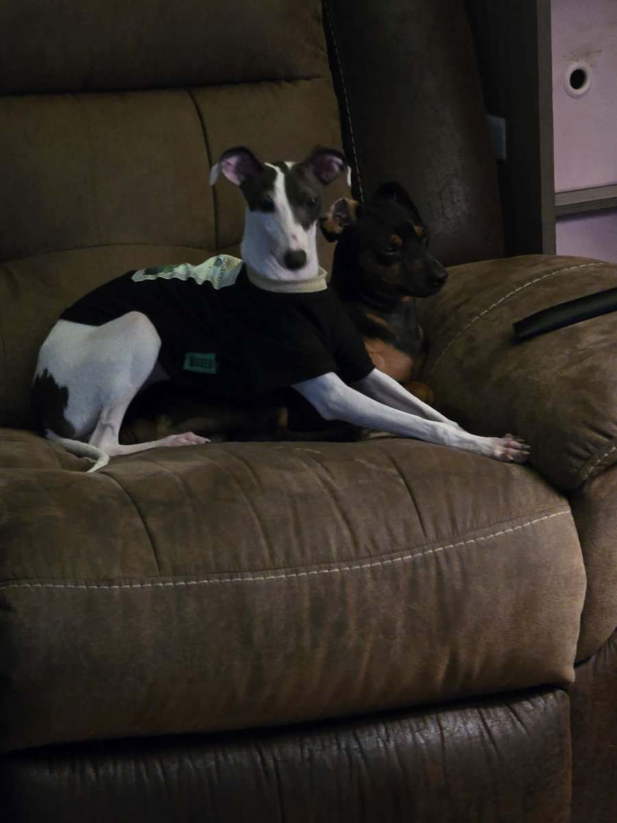Italian greyhound image 7