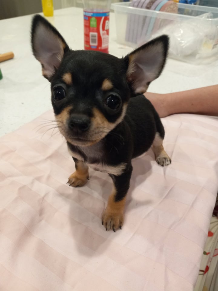 Cute Chihuahua puppies image 2