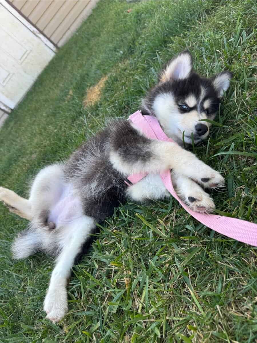 7 month Koda the Pomsky for adoption/sale image 4
