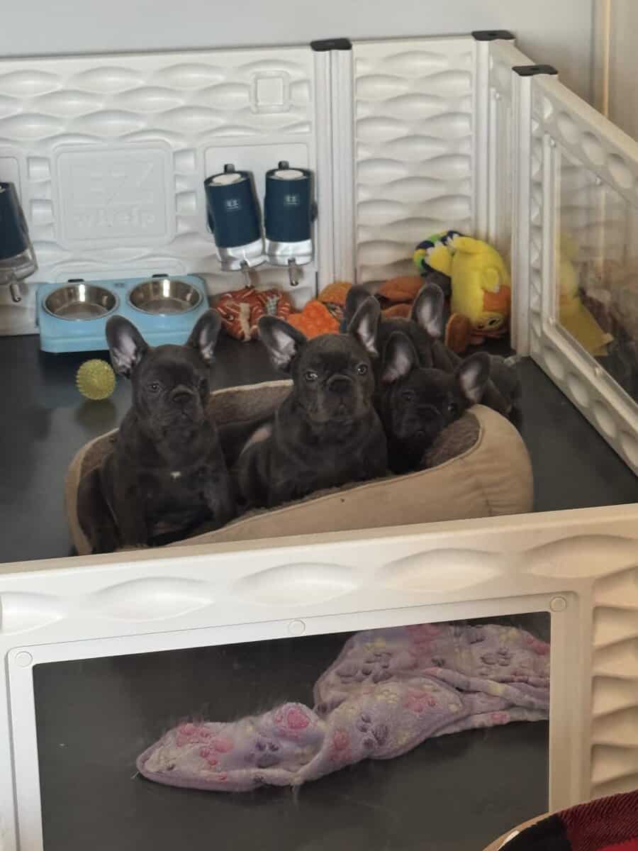 French bulldog AKC puppies image 2