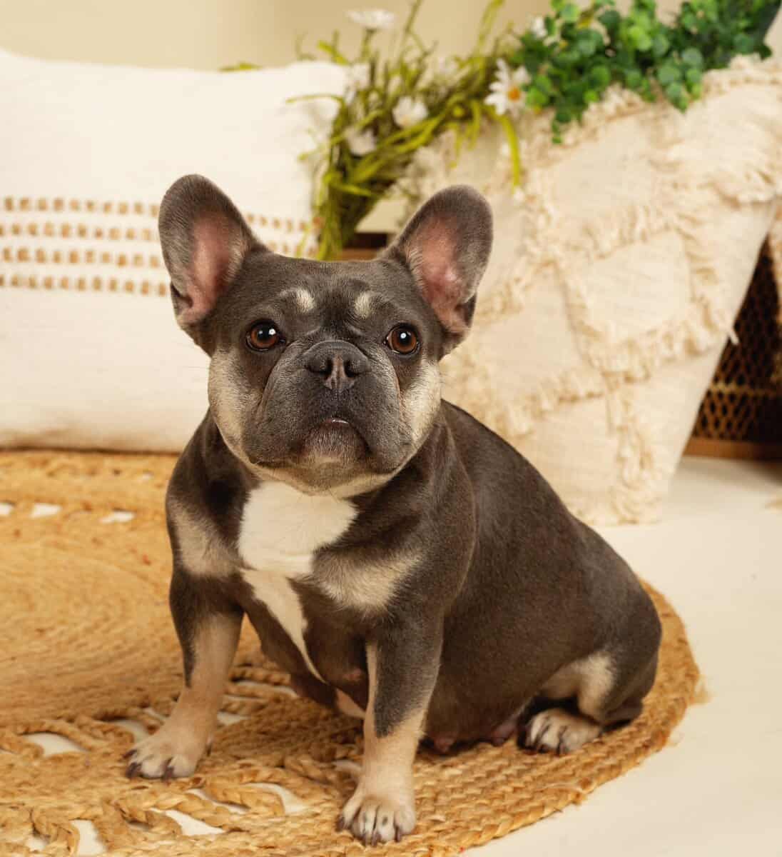 FRENCH BULLDOG EXPECTING IN MARCH image 1