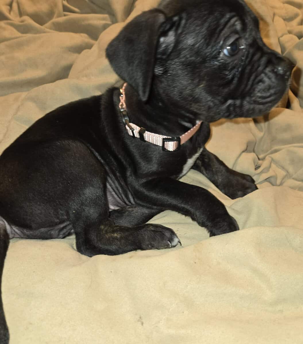 Presa Canario Cane Corso mix 8 weeks old image 15