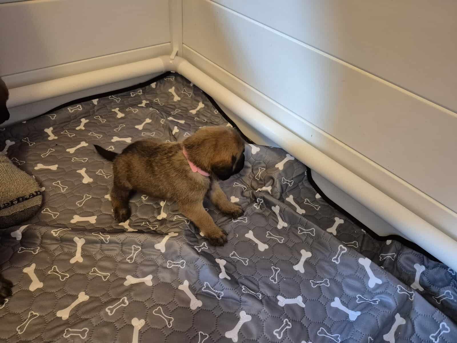 Mastiff image 5