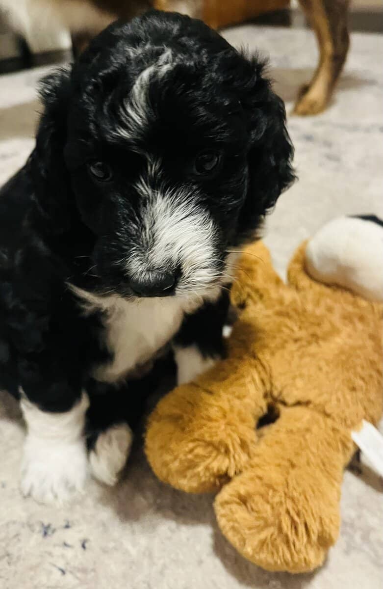 Baxter adorable Aussie doodle puppy image 7