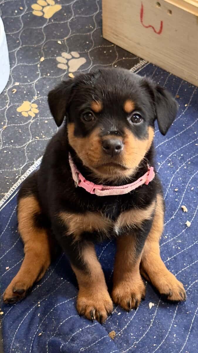 Rottweiler Pink image 1