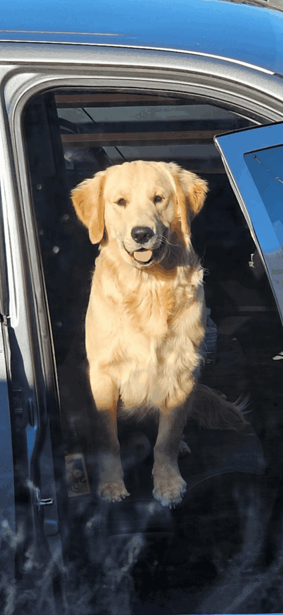 Golden Retriever Puppies image 3