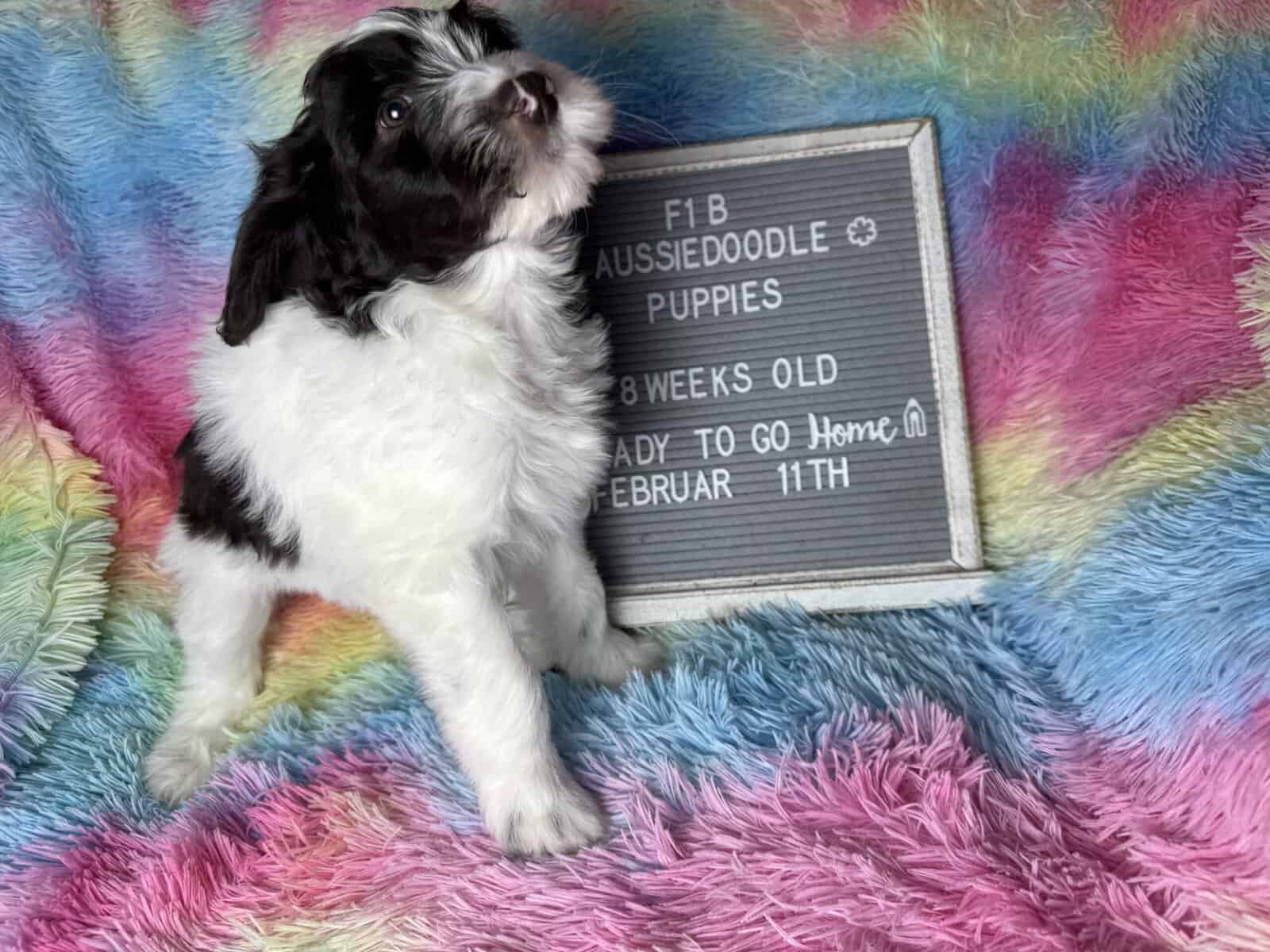 F1b Aussiedoodle puppies image 1