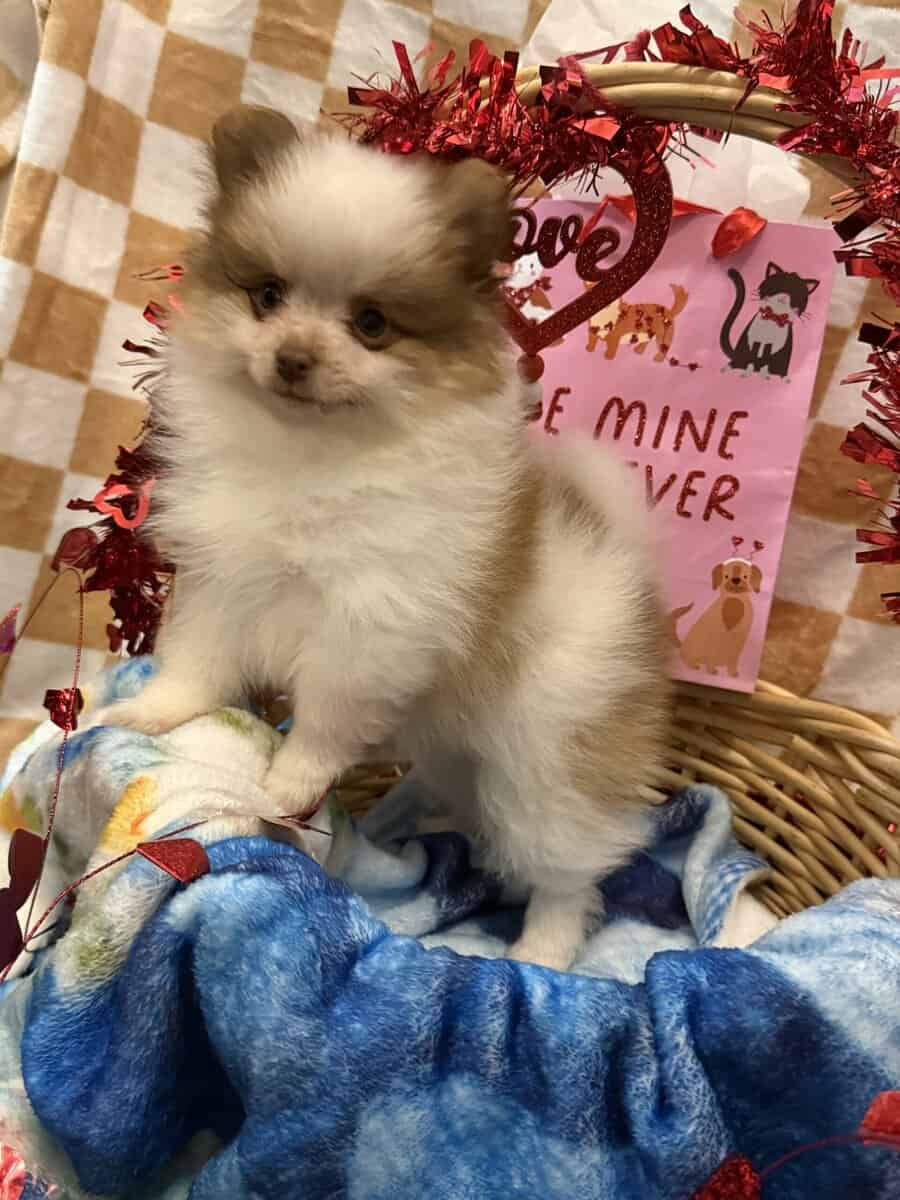 AKC Pomeranian image 2