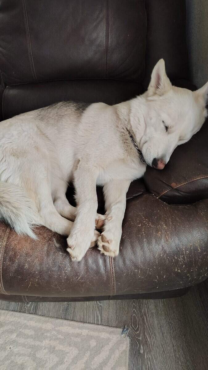 Alaskan Shepherd looking for a forever home image 4