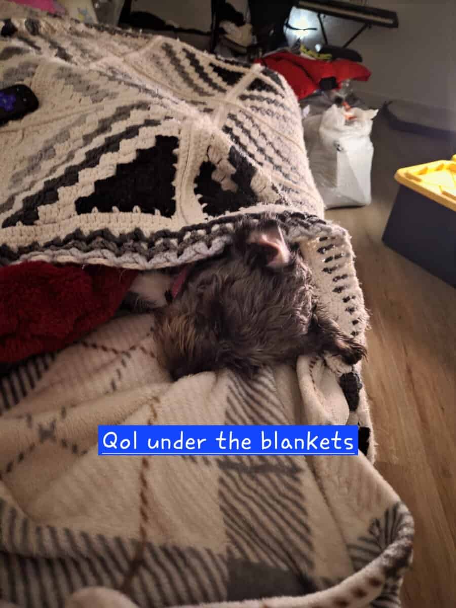 Looking for new home - Qol(Coal) image 5