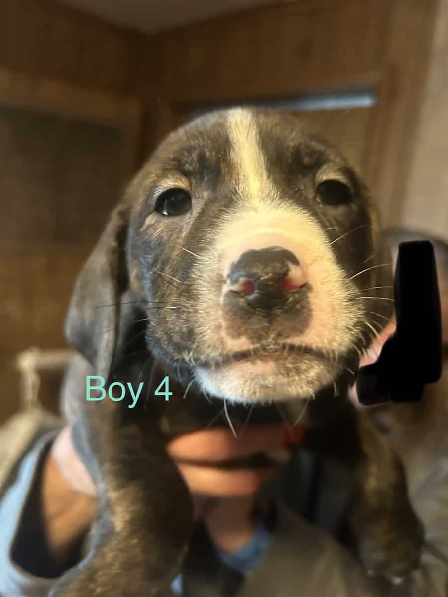 Lab Mix Boy Puppies image 4