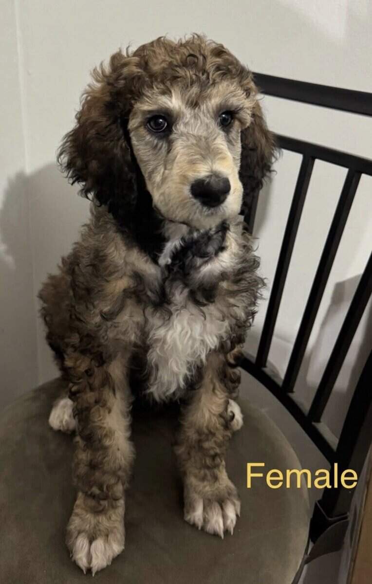 Standard Poodle Puppies image 1