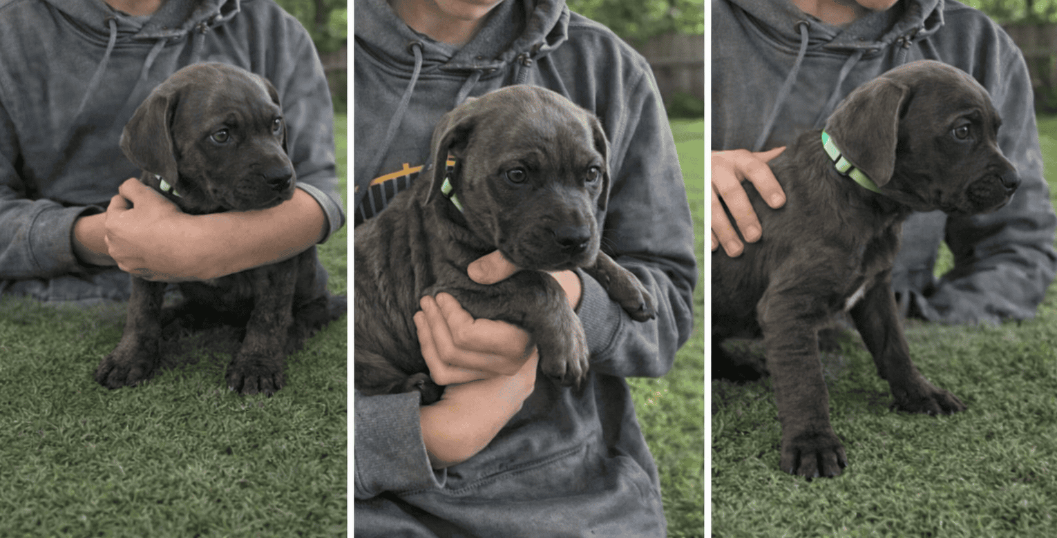 Cane Corso puppies image 2