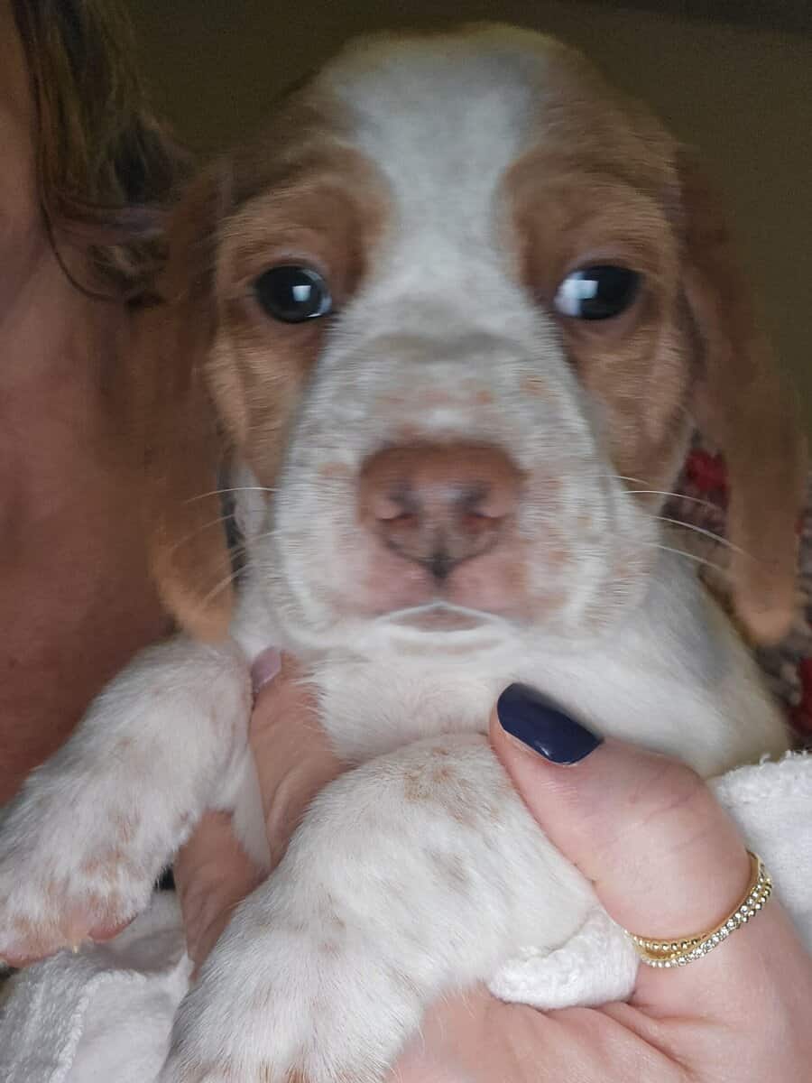 Beagle puppies for Valentine's Day image 3