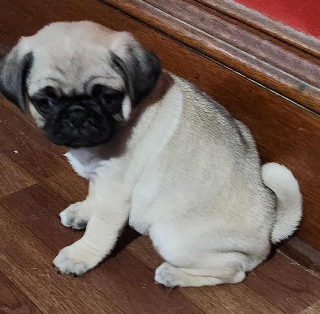 Ready for their furever home. image 2