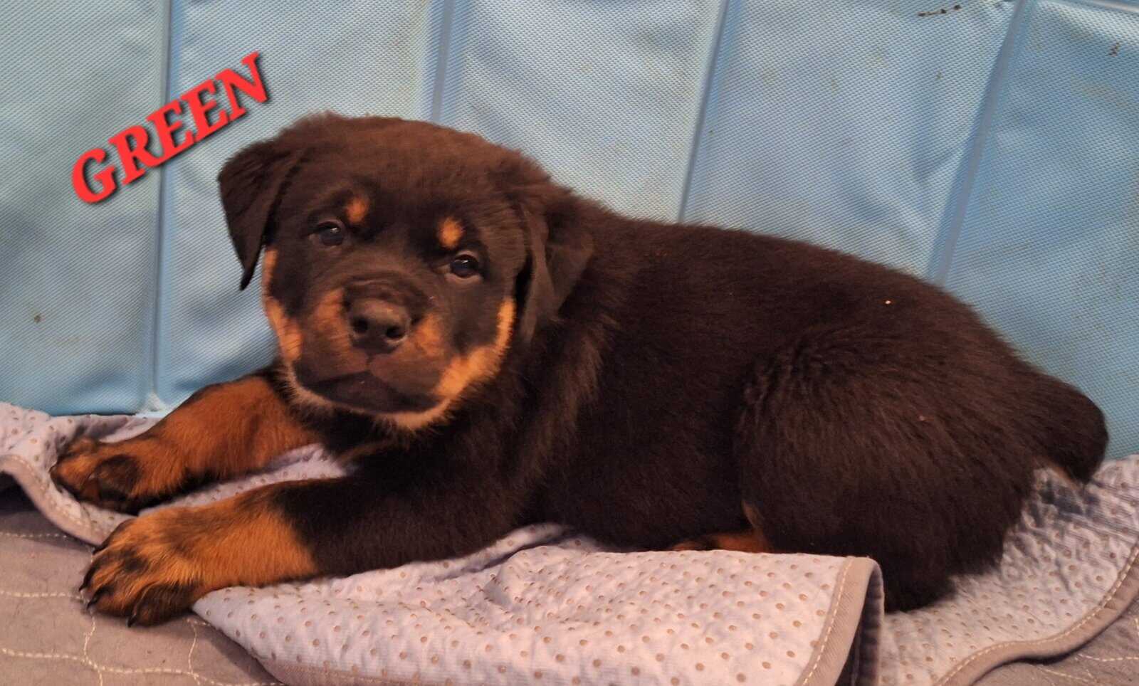 Registered Rottweiler puppies image 1